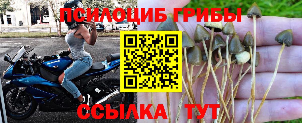 Осинники  Псилоцибиновые грибы Psilocybine cubensis  Вход с VPN  Псилоцибиновые грибы Psilocybine cubensis 